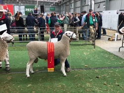 2019 Champion Ram Hamilton Sheepvention and Reserve Champion ASSBA. SOLD at Horsham Sale for $6,000 to Mark Mckew