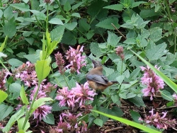 Eastern Spinebill enjoying the nectar in the garden.