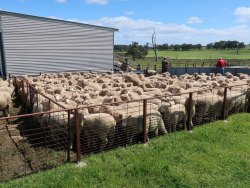 Ross and Lydia's lambs ready for sale 2017