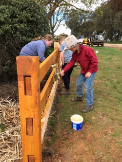 The grand kids at work oiling the new fence