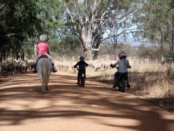 The next generation moving sheep