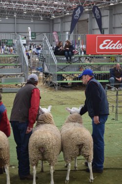 Ross and Chris Jackson at judging time