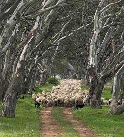 Bringing home the sheep for crutching