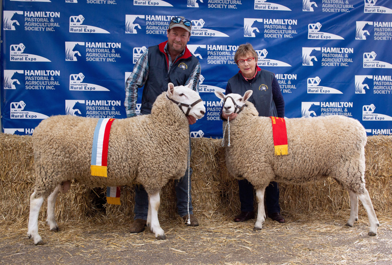 Supreme-Longwool-Ram